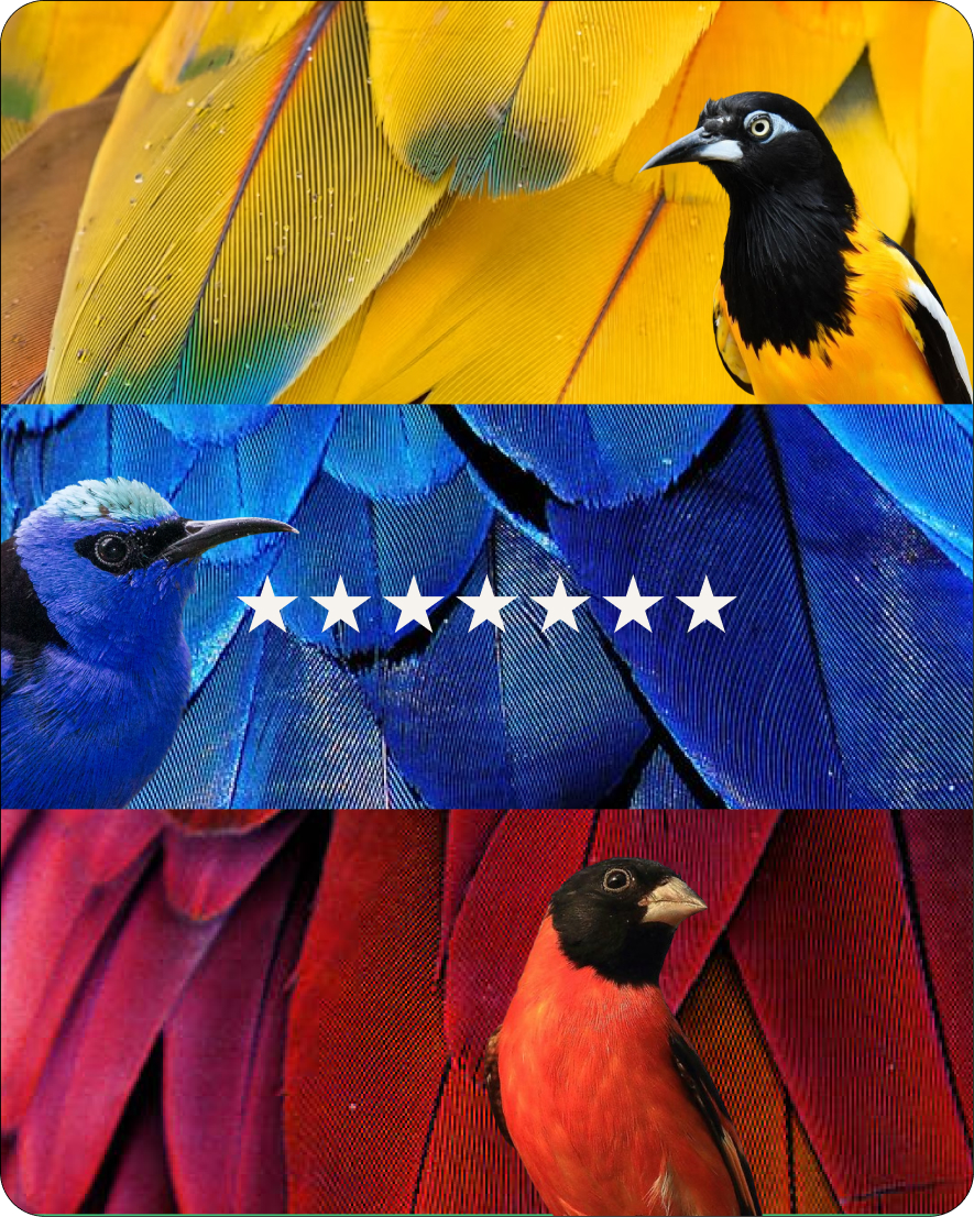 Pico Birds on Instagram