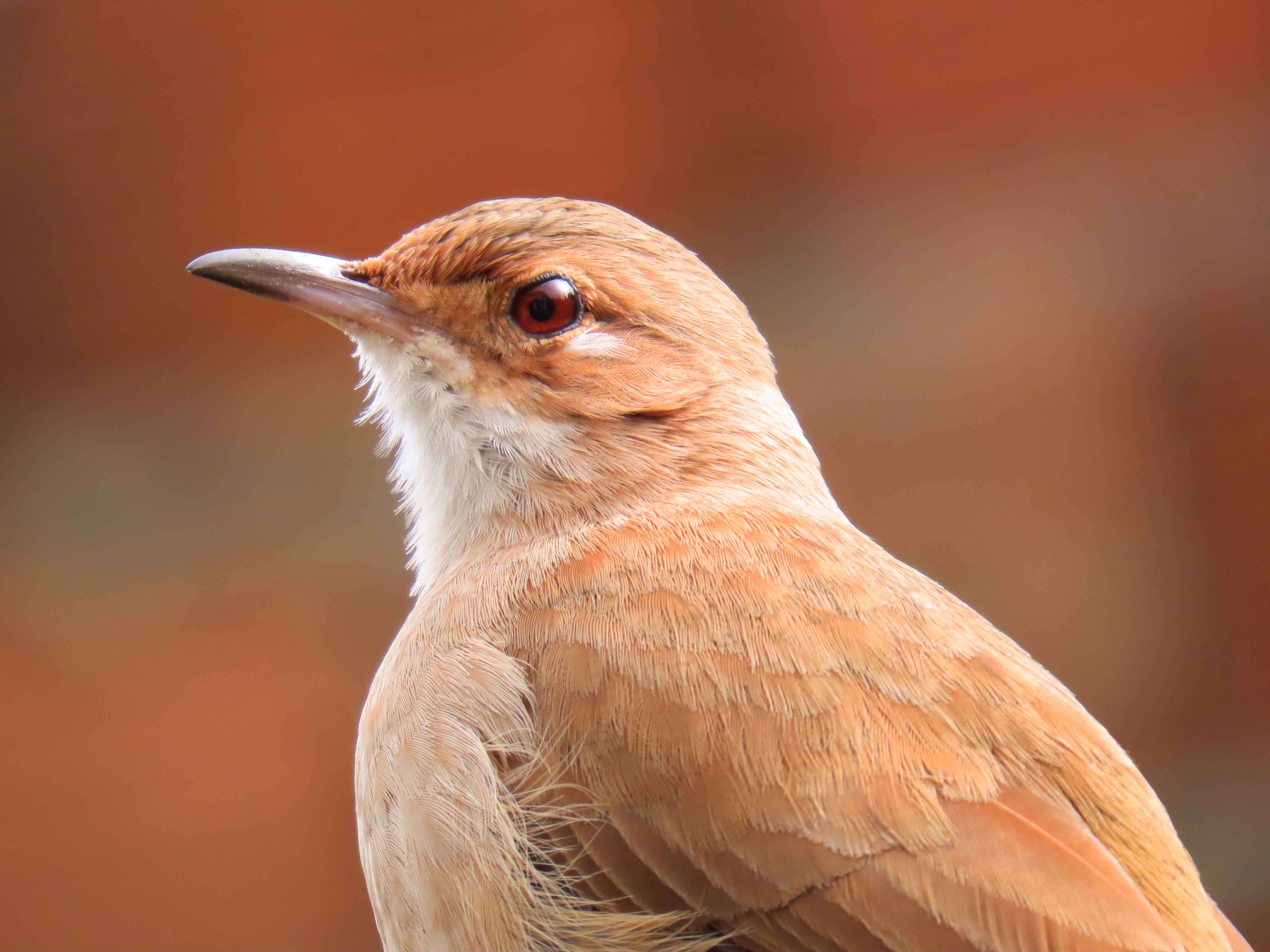 Rufous Hornero