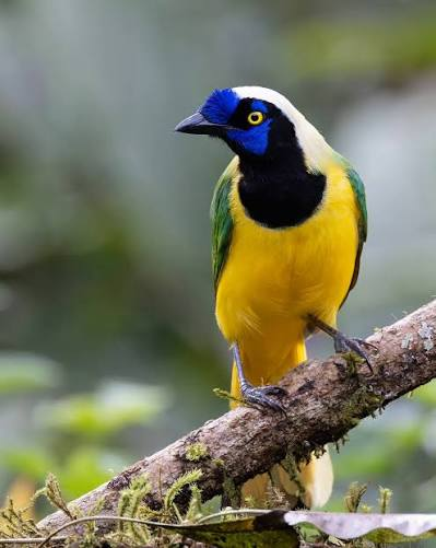 Inca Jay