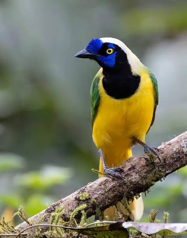 Inca Jay