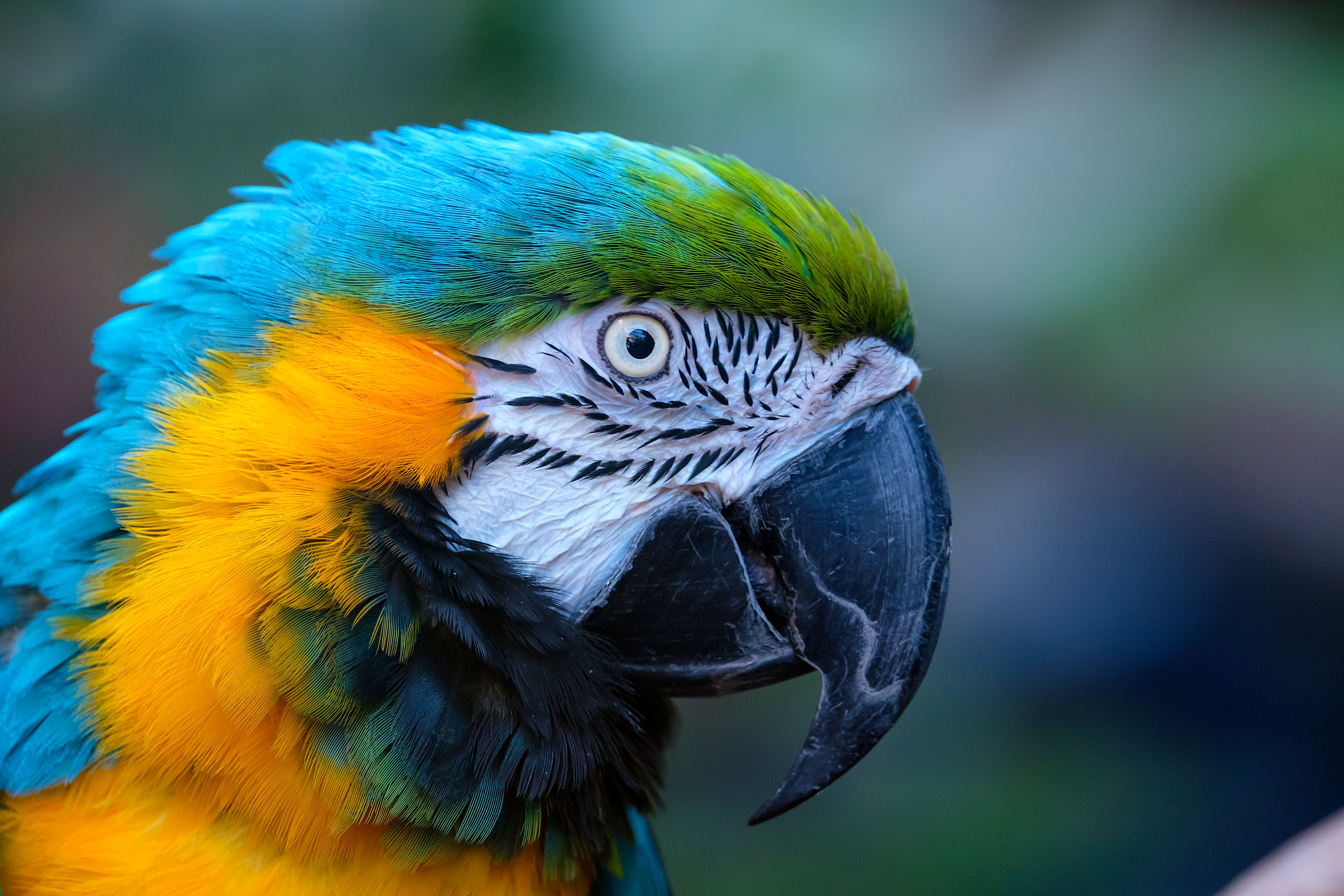 Blue-and-yellow Macaw