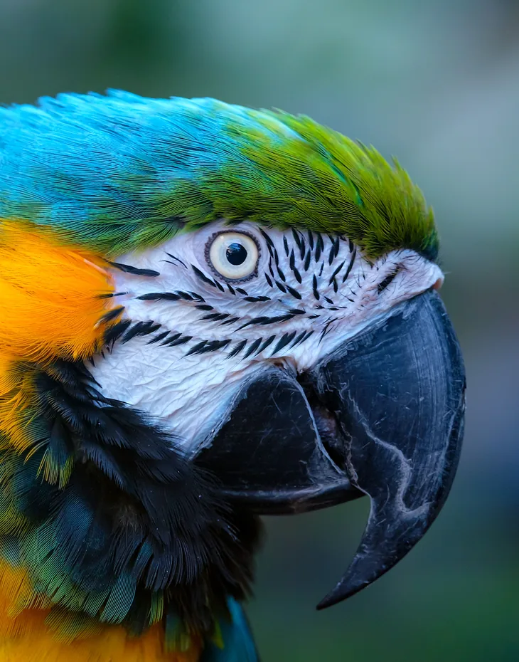 Blue-and-yellow Macaw