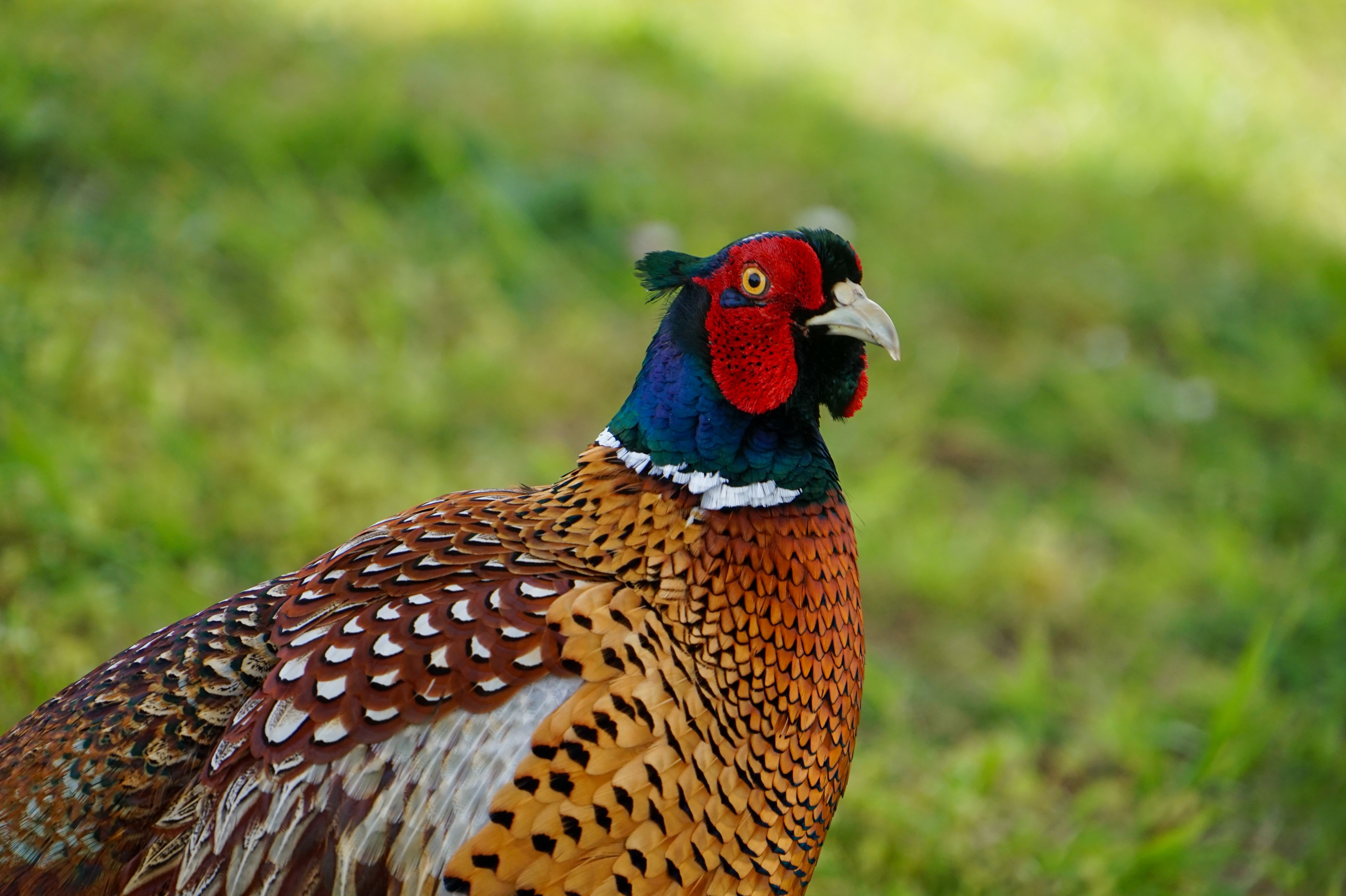 Green Pheasant