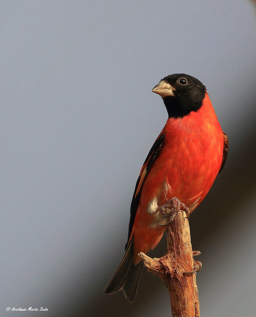 Red Siskin