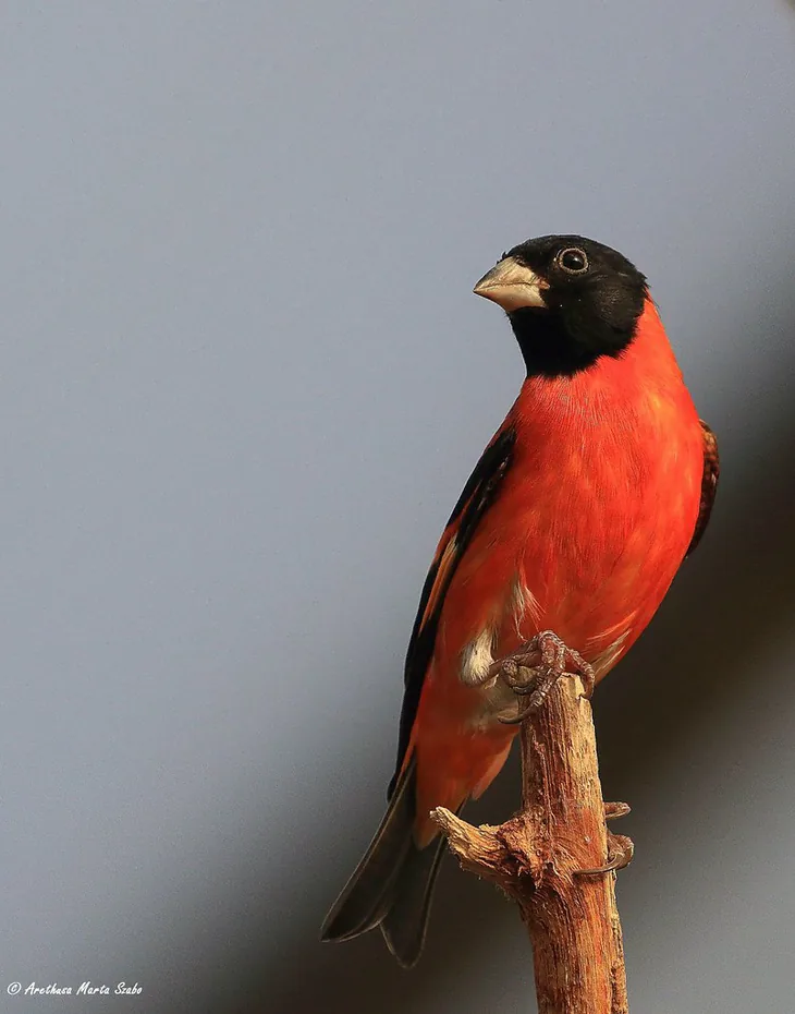 Red Siskin
