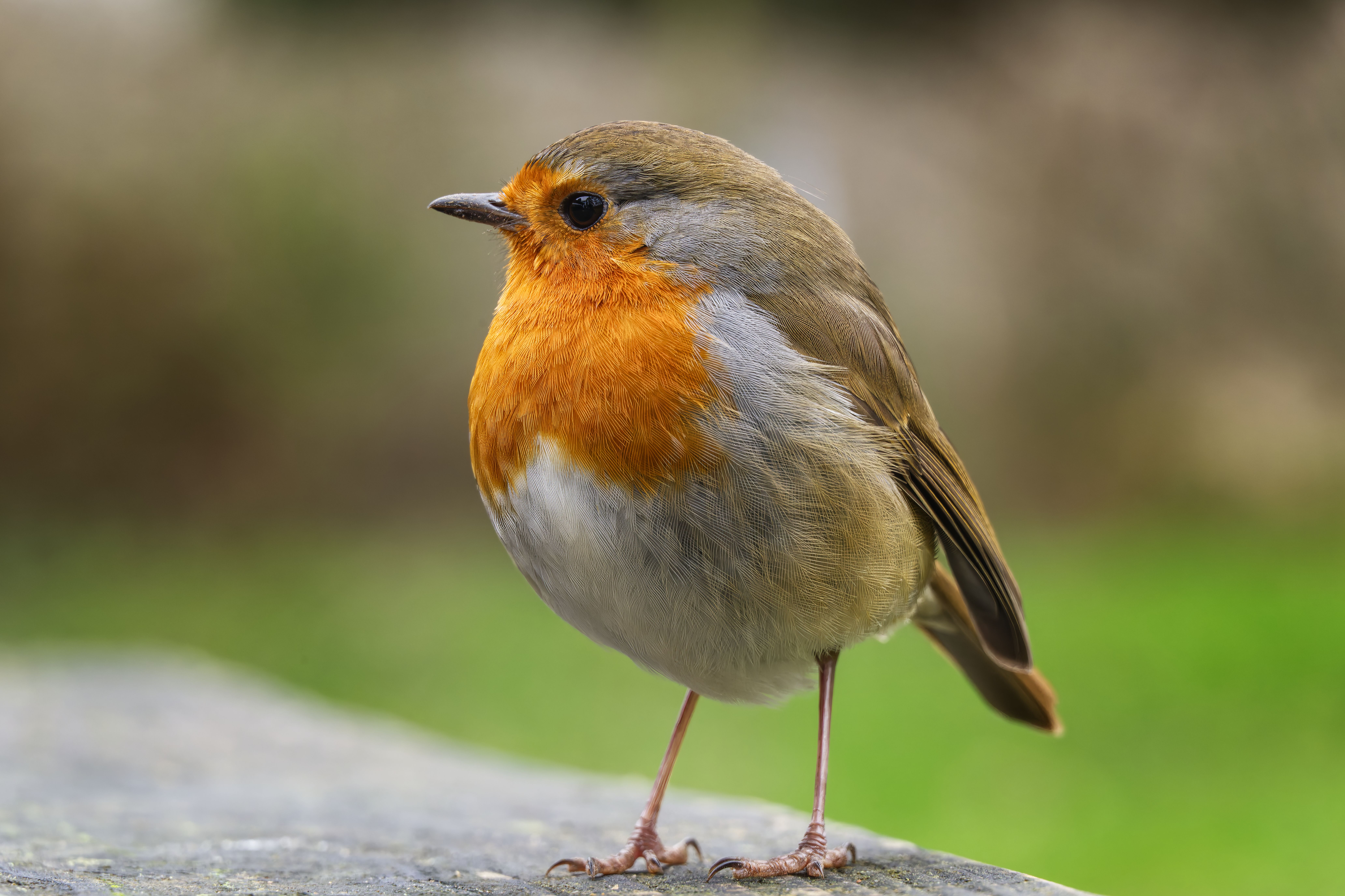European Robin