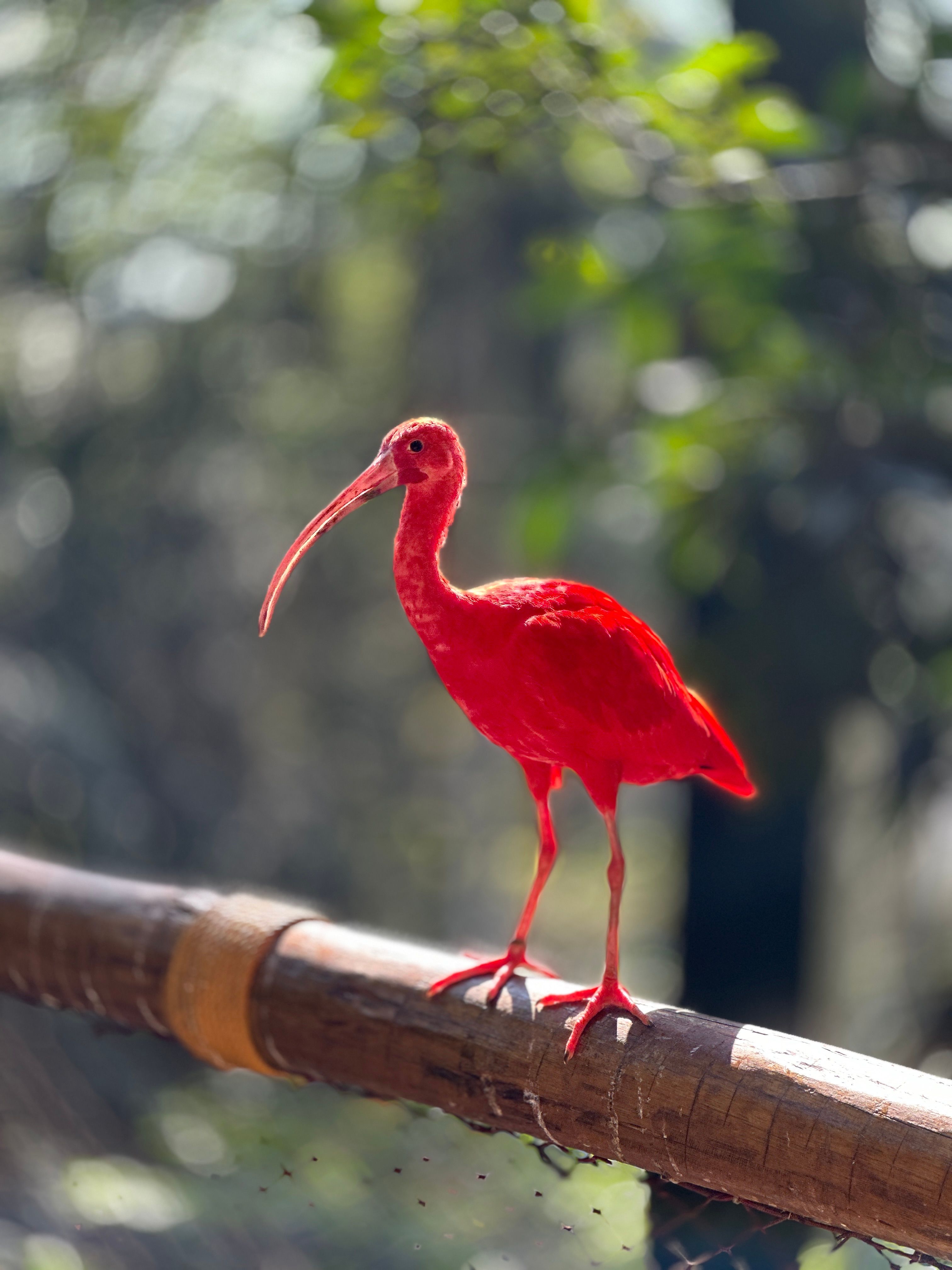 Scarlet Ibis