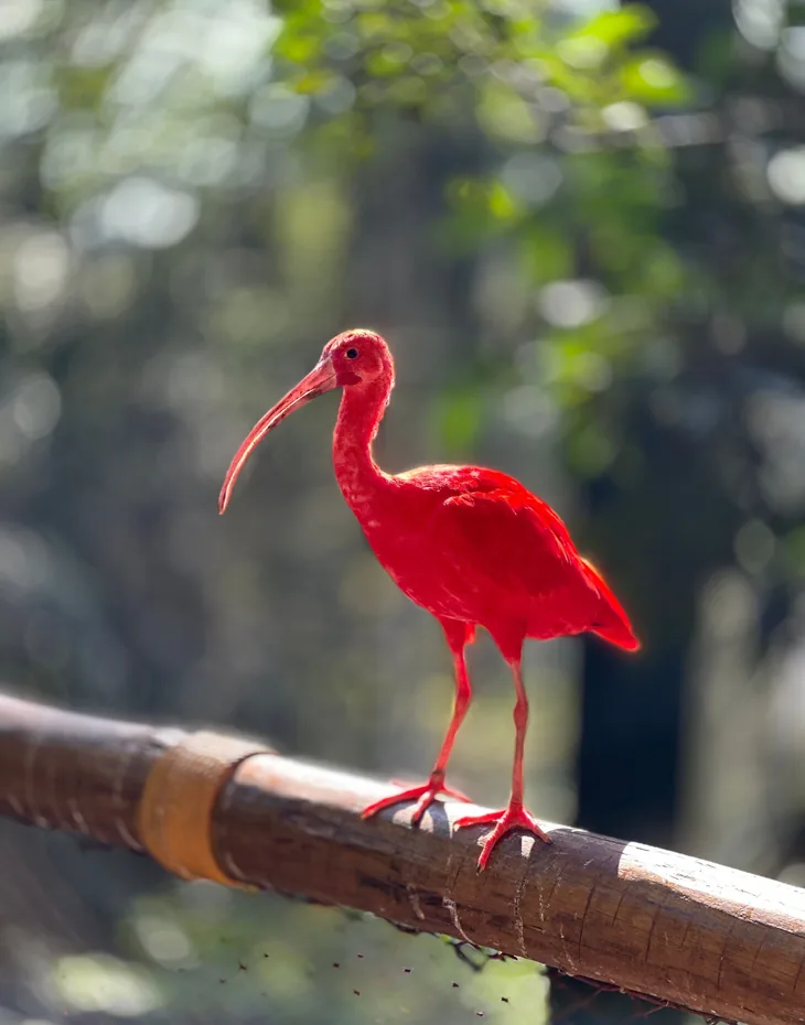 Scarlet Ibis