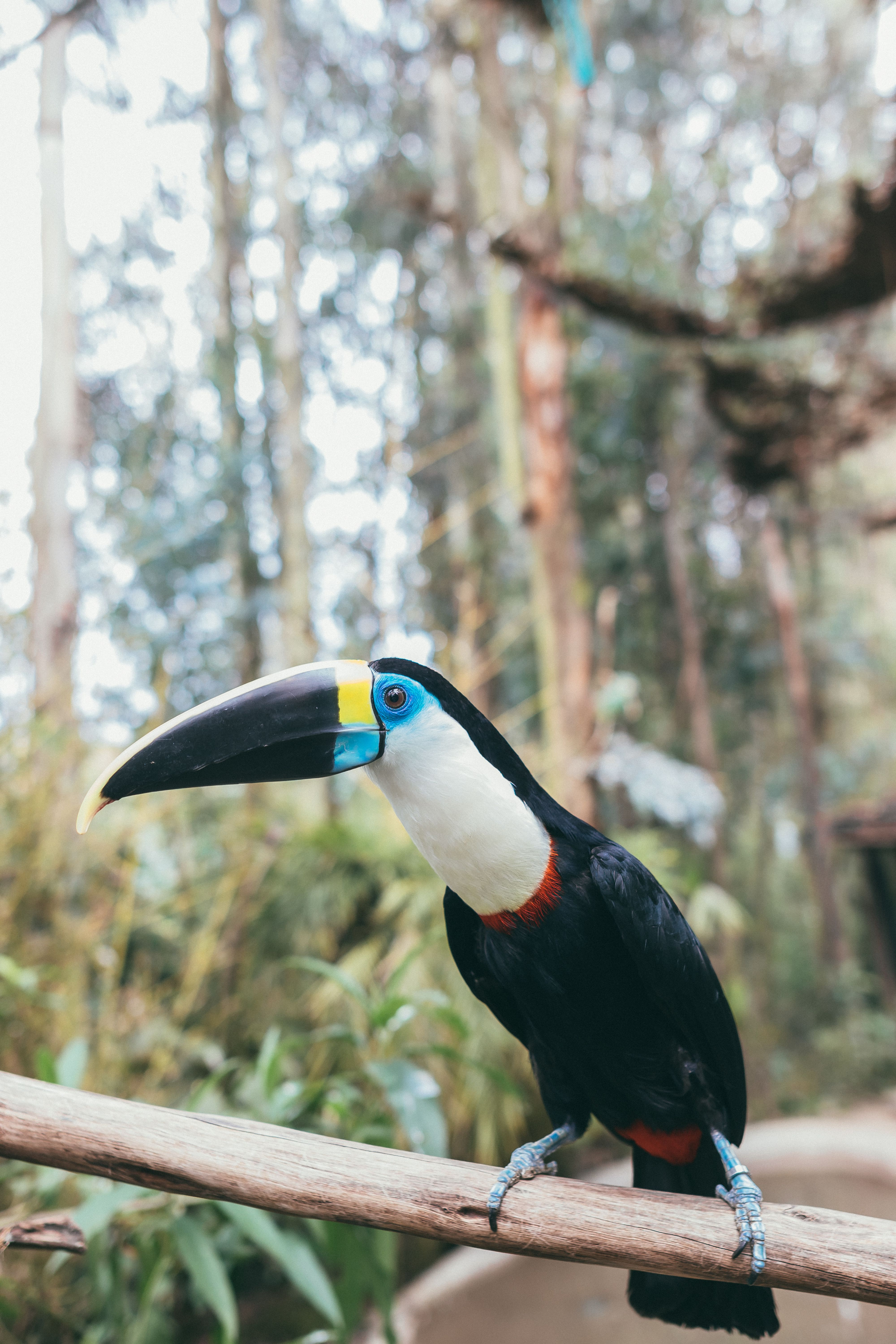 White-throated Toucan