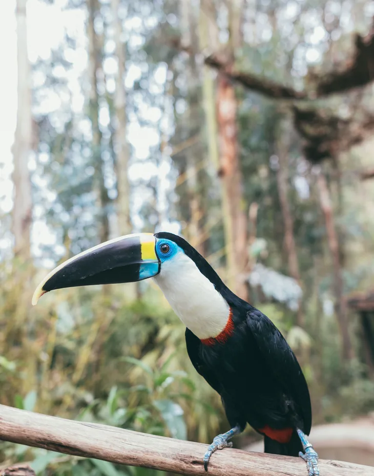 White-throated Toucan